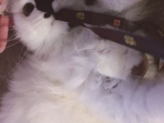 -纳吉亚猫专科动物医院博雅分院
