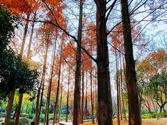 -宝界山林公园