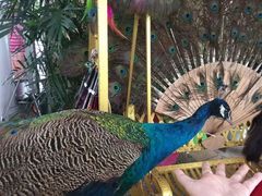 -西双版纳融创皇冠假日度假酒店