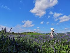 -紫颐香薰山谷景区