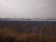 -白鹿原葡萄主题公园