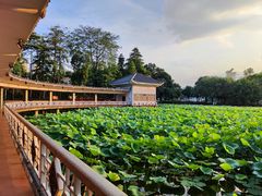 -荔湾湖公园