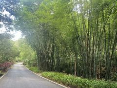 -广州白江湖森林公园