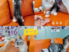 -lincat·猫舍(广州店)