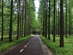 -黄海国家森林公园