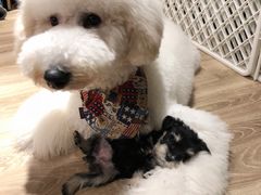 -小尾巴宠物店(万科·金域华庭店)