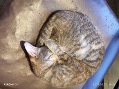 -猫小院猫主题餐厅(南锣旗舰店)