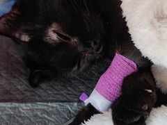 -瑞派福兴宠物医院犬猫全科·骨科·中西医结合(河东店)