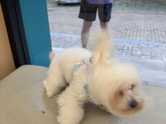 -瑞派康怡24h宠物医院·犬猫医疗中心·微创绝育(瑞景分院)