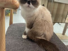 -喵园·猫主题咖啡厅·撸猫·猫咖(国贸店)