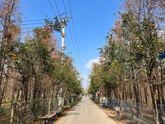 -上海长兴岛郊野公园