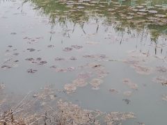 -泗洪洪泽湖湿地景区
