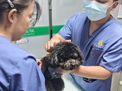 -半岛宠物医院24小时(科华中路店)