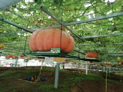 -兰陵国家农业公园