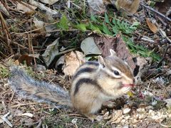 -五营红松林海景区