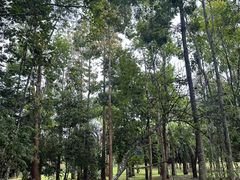 -中国科学院西双版纳热带植物园