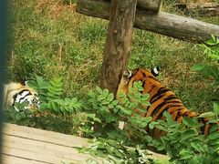 -大连森林动物园