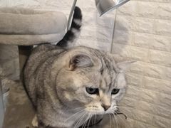 -平行世界·猫咖(首经贸店)
