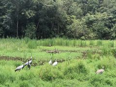 -普洱太阳河森林公园