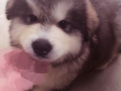 -1013 PET SHOP 宠物商店(近铁城市广场店)