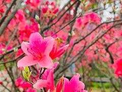 -花博汇(知音花月夜)