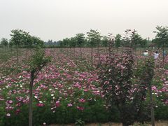 景点-曲江薰衣草庄园