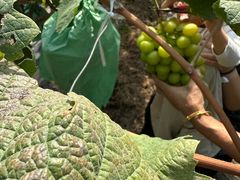 -马陆小张葡萄园农家乐