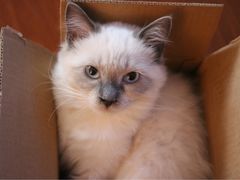 -Bastet sally猫舍购宠(静安店)