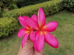-揭阳楼