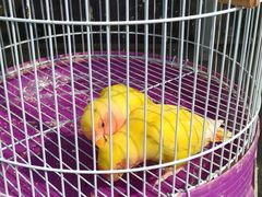 -三圣花乡旅游区