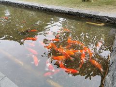 -南宁荔园维景国际酒店·荔园中餐厅
