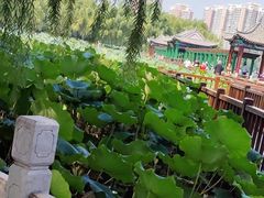 -莲花池公园