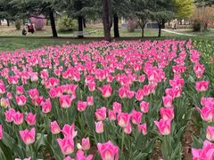 -洛阳郁金香牡丹园