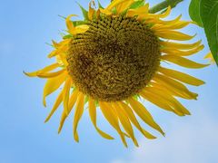 -光明小镇欢乐田园