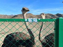 -新疆天山野生动物园