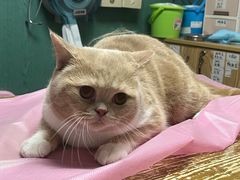 -严国平动物医院(德政总院)