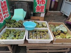 -哈尔滨道外花鸟鱼市场