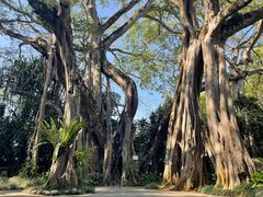 -瑞丽独树成林风景区