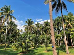 -中国科学院西双版纳热带植物园