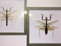 -上海昆虫博物馆