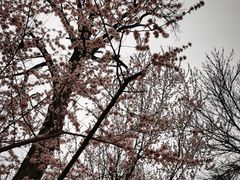 -桃花堤公园