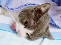 -创凡宠物医院·骨专科  猫科中心(西乡分院)