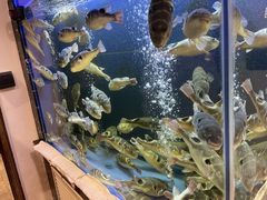 -桥岚·巷子鲜河豚鱼(专门店)