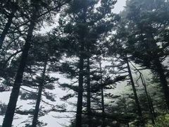 -牛背梁国家森林公园