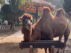 -北京野生动物园