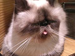 -more than meow吴止猫主题餐厅(承德 中船汇店)