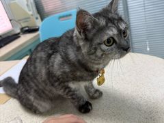 -莘程宠物医院(金山店)