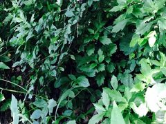 -吊水壶国家森林公园