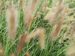 -天津东丽湖风景区