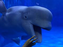 -多彩贵州城极地海洋世界